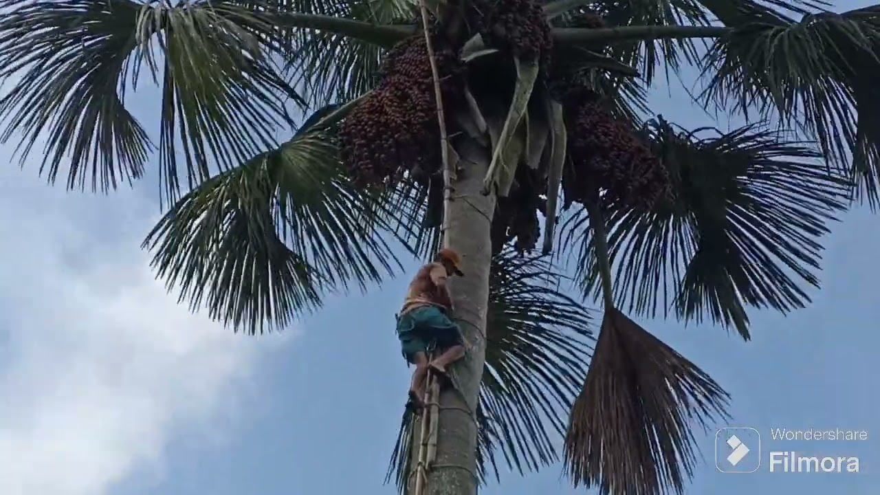 Veja como subir na Palmeira 🌴 do Buriti