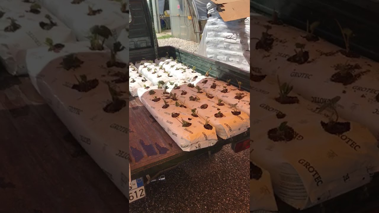 Fragole fuori suolo