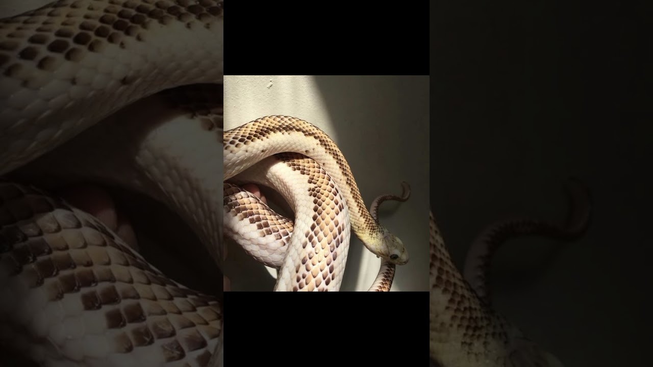Hobby Herps; Episode 2 The How and the Why 