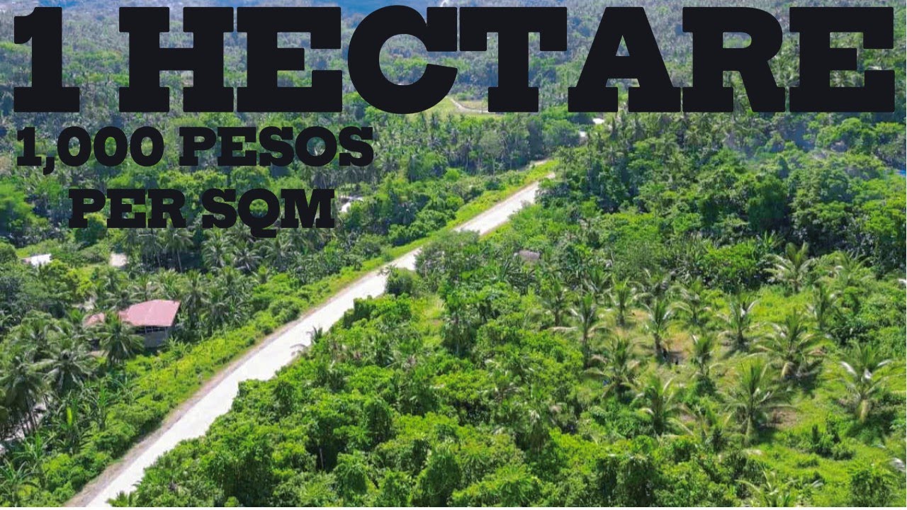 VLOG #137 | 1 HECTARE | 1000 PESOS PER SQM or 10 MILLION PESOS