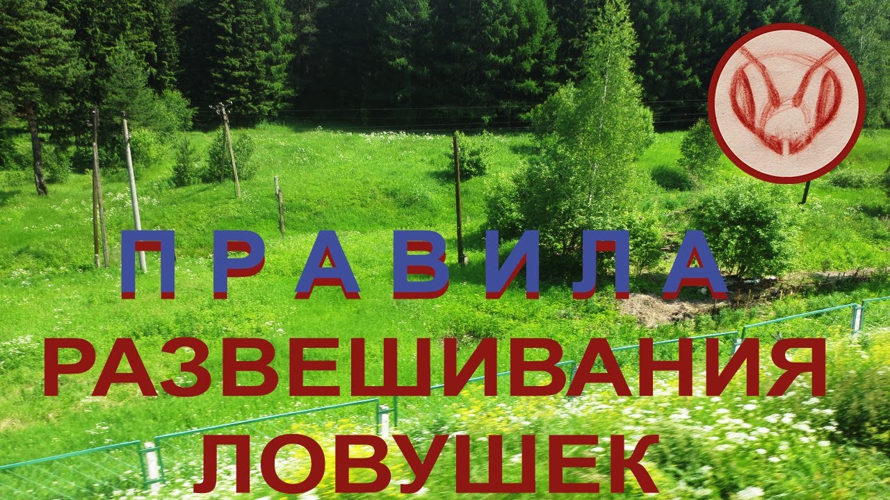 Правила установки ловушки Как повесить картонную борть для поимки бродячего роя