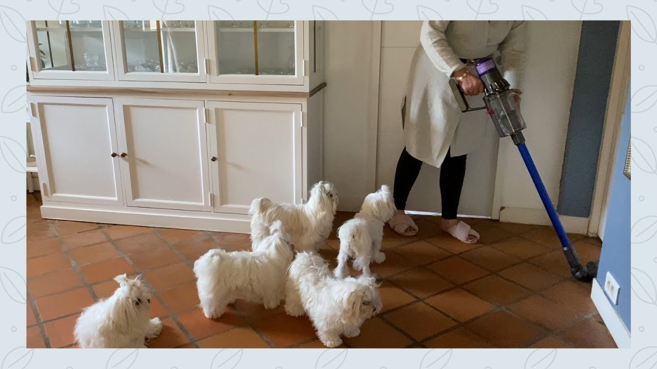 UNE MATINÉE AVEC MES CHIENS BICHONS MALTAIS