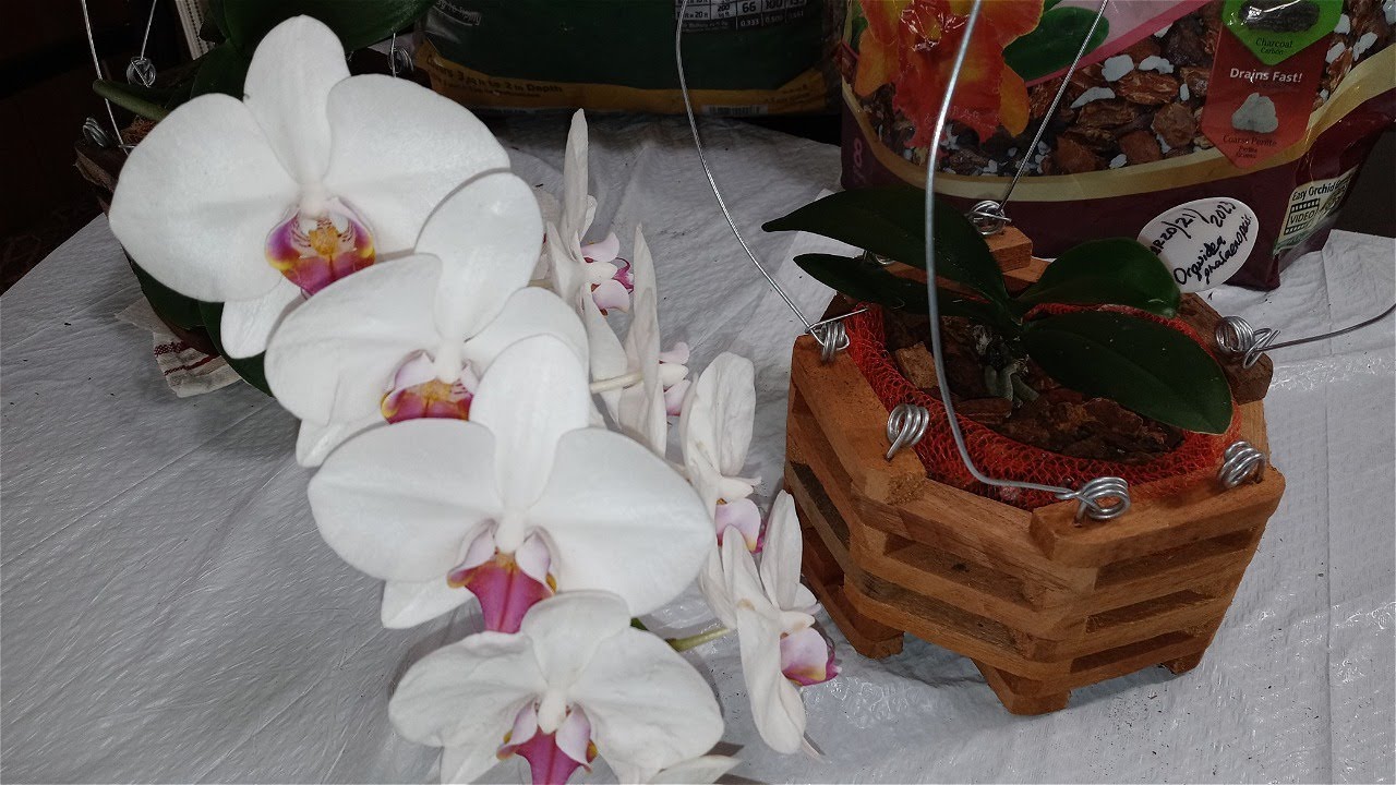 👉Orquidea phalaenopsis (SIEMBRA) en una cesta de madera👈 @AnaOrquideasTV  #phalaenopsisorchids