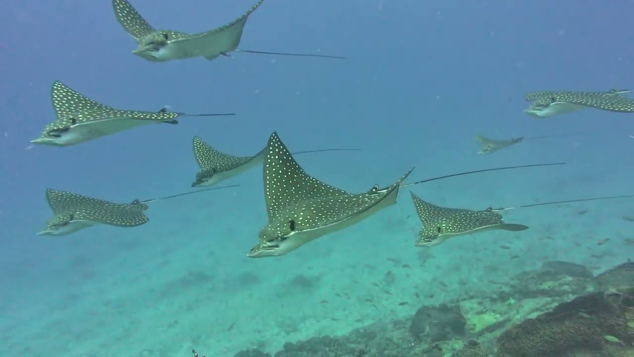 Underwater Hunting In St Lucia with TSS 972