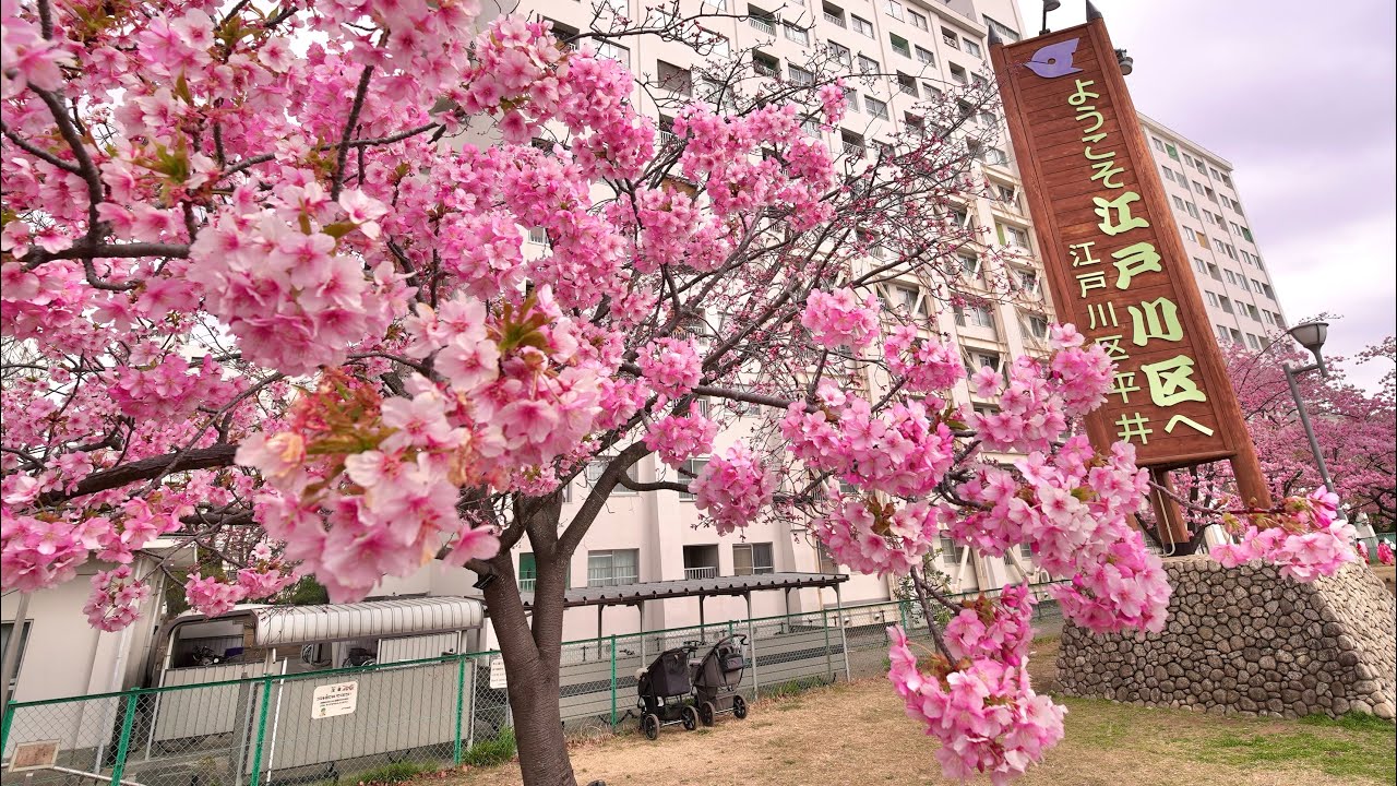 Tokyo, Old Nakagawa River, Kawazu Cherry Blossoms/SONY FX3