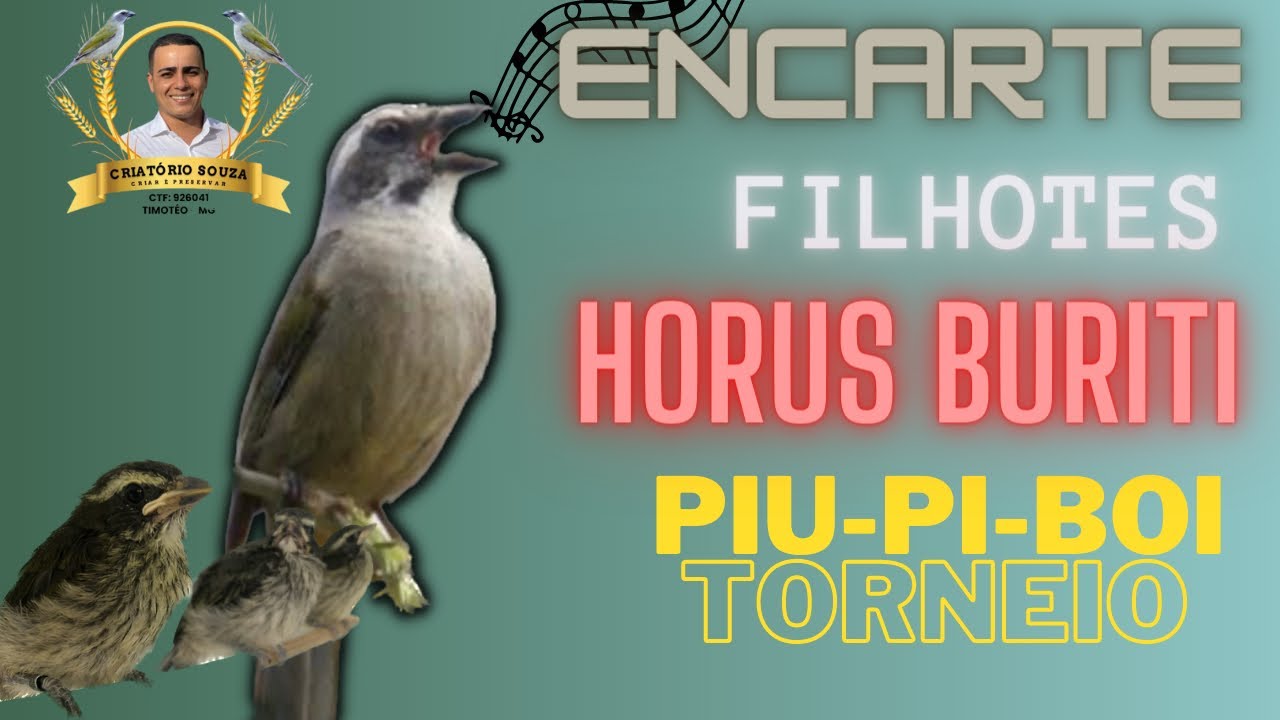 Encarte Horus do Buriti - Piu-Pi-Boi [10minutos] Canto do Horus do Buriti para encartar filhotes