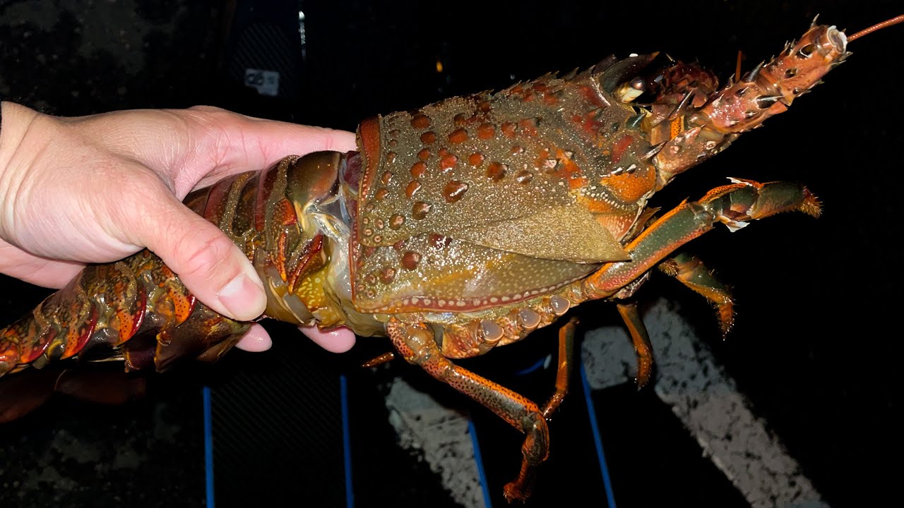 Lobster Diving Southern California | This Season’s Been Kind of Tough (for me...)