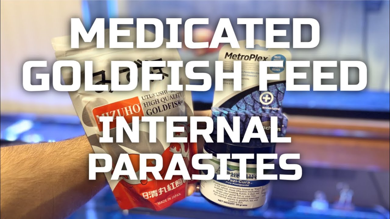 MEDICATED GOLDFISH FEED - Treat internal parasites w/ praziquantel, metronidazole, and Epsom Salt