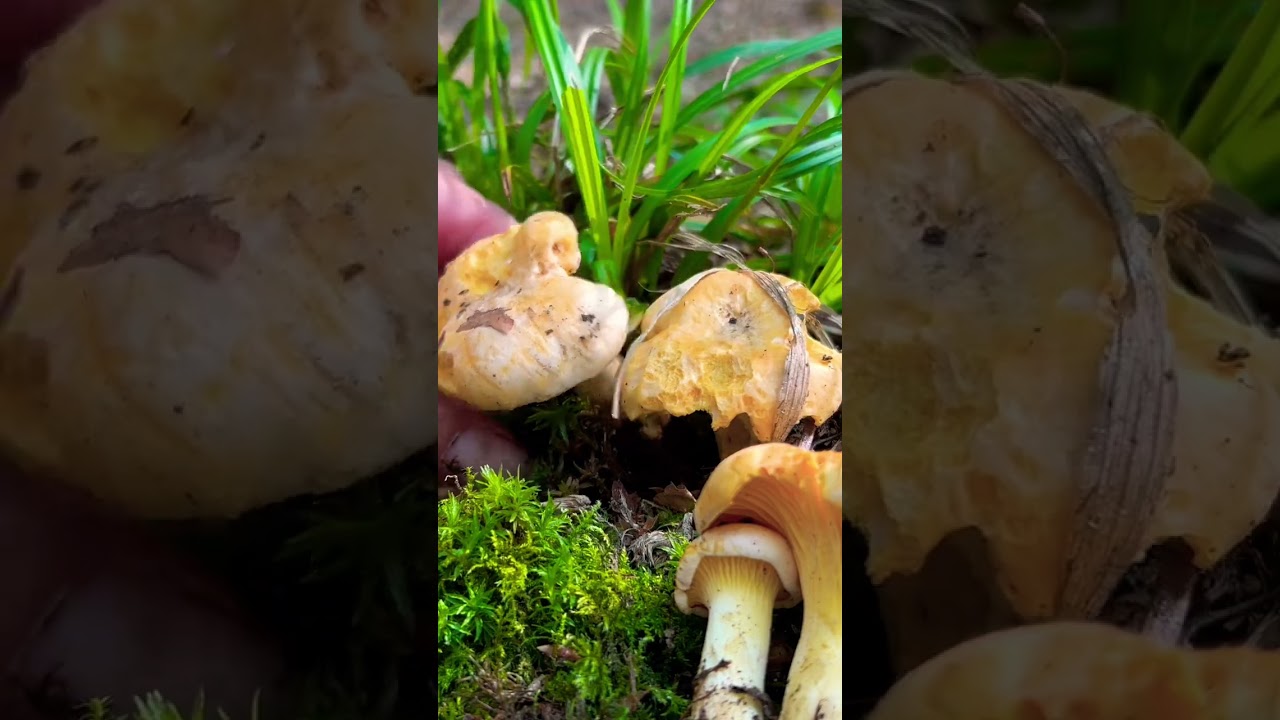 Blasser Pfifferling 🍴 [Cantharellus Pallens] #funghi #pilze #wald #nature #outdoor #natur