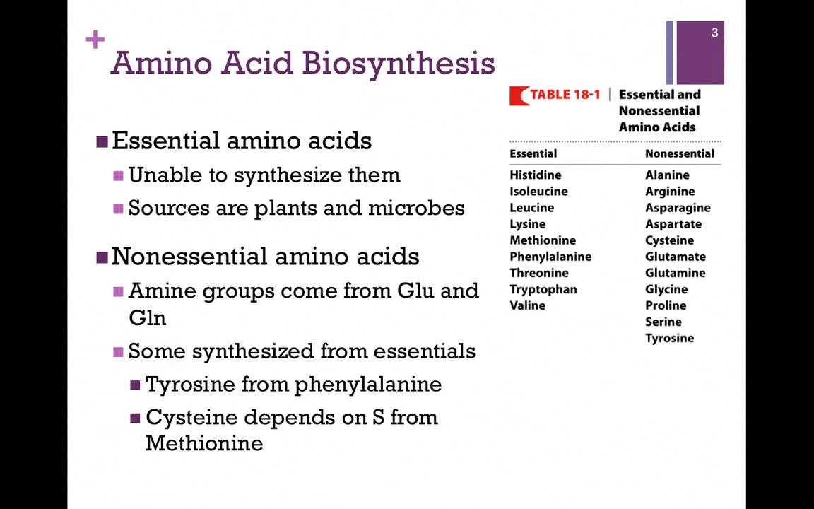 135-Overview of Amino Acid Biosynthesis