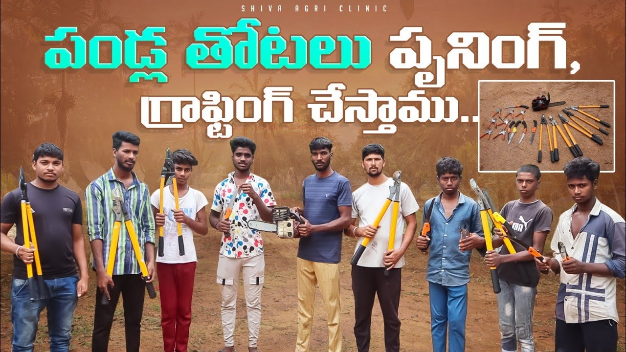 Pruning & Grafting In Fruit Plants | పండ్ల తోటల్లో పృనింగ్ & గ్రాఫ్టింగ్ చేస్తాము | Shiva Agriclinic