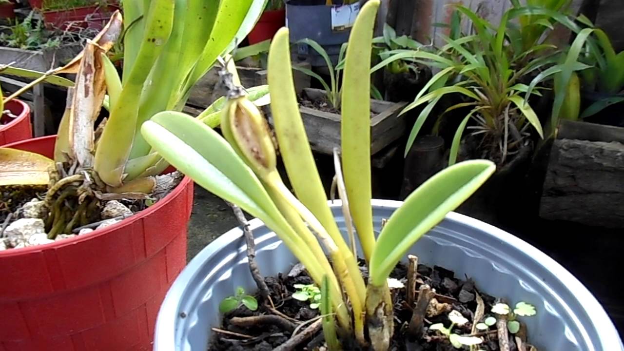 ¿Qué hacer con las semillas de las orquídeas? || Orquiplanet
