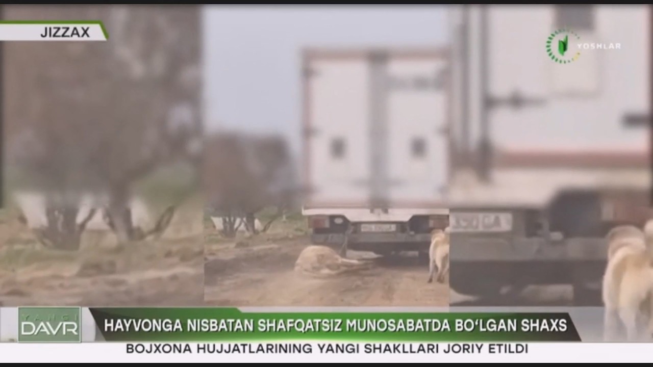 Hayvonga nisbatan shafqatsiz munosabatda boʻlgan shaxs (Jizzax)