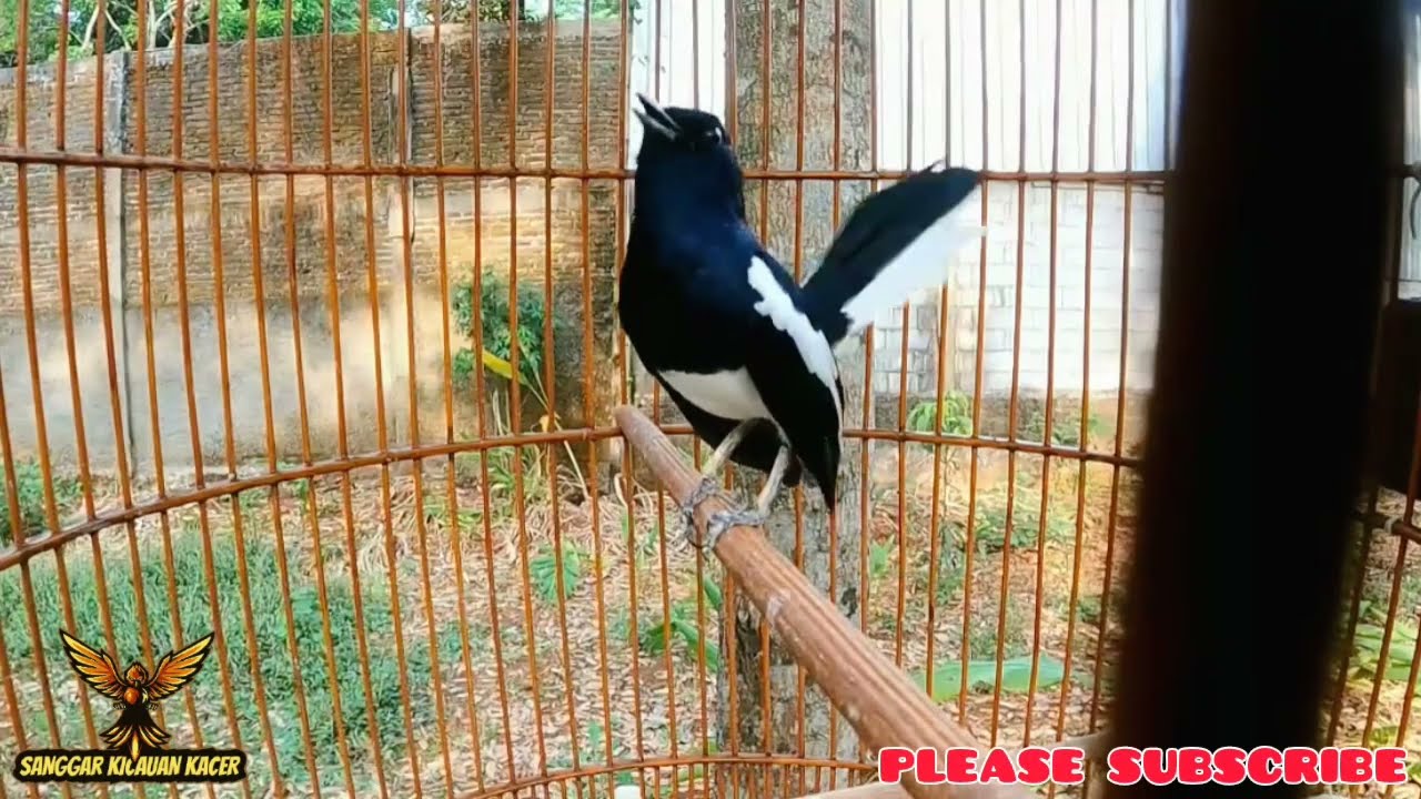 KACER TIPE DINGIN PASTI LANGSUNG NGAMUK NGOBRA TERPANCING OCEHAN INI