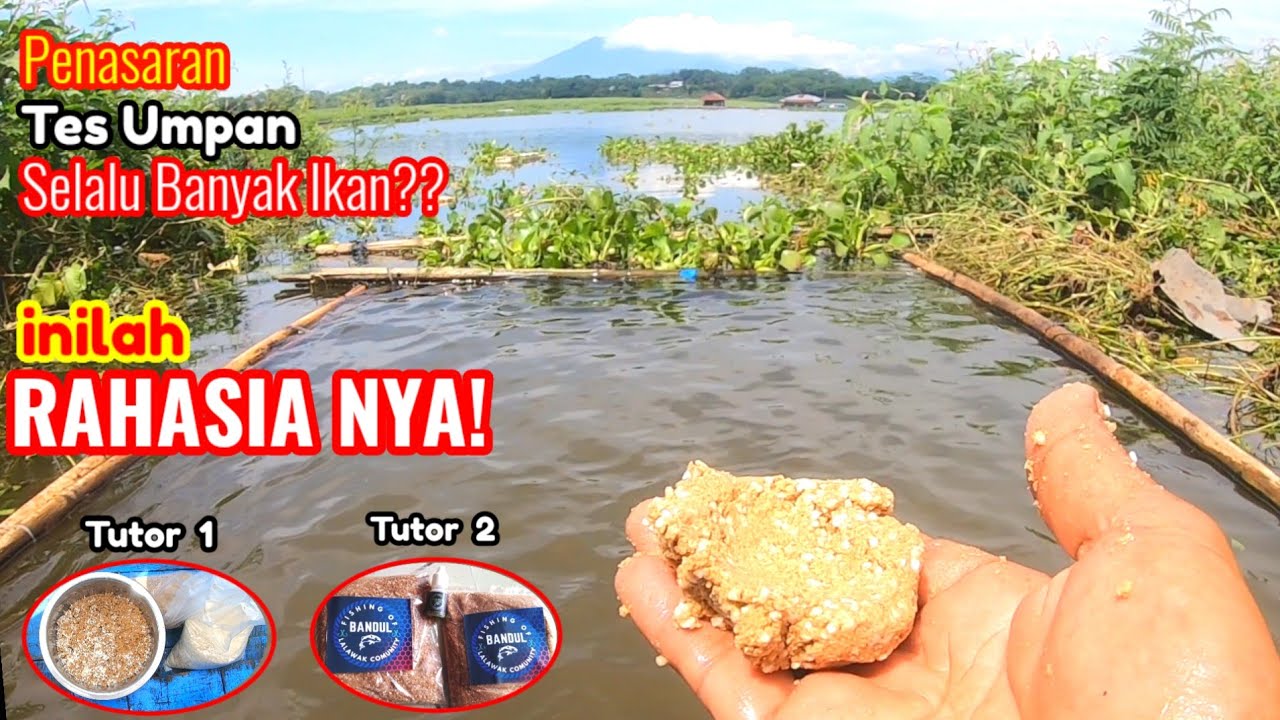 Silahkan dicoba! Ini yang saya lakukan agar ikan ngumpul di lapak