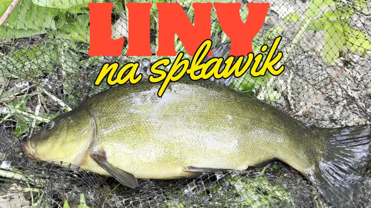 Liny na spławik