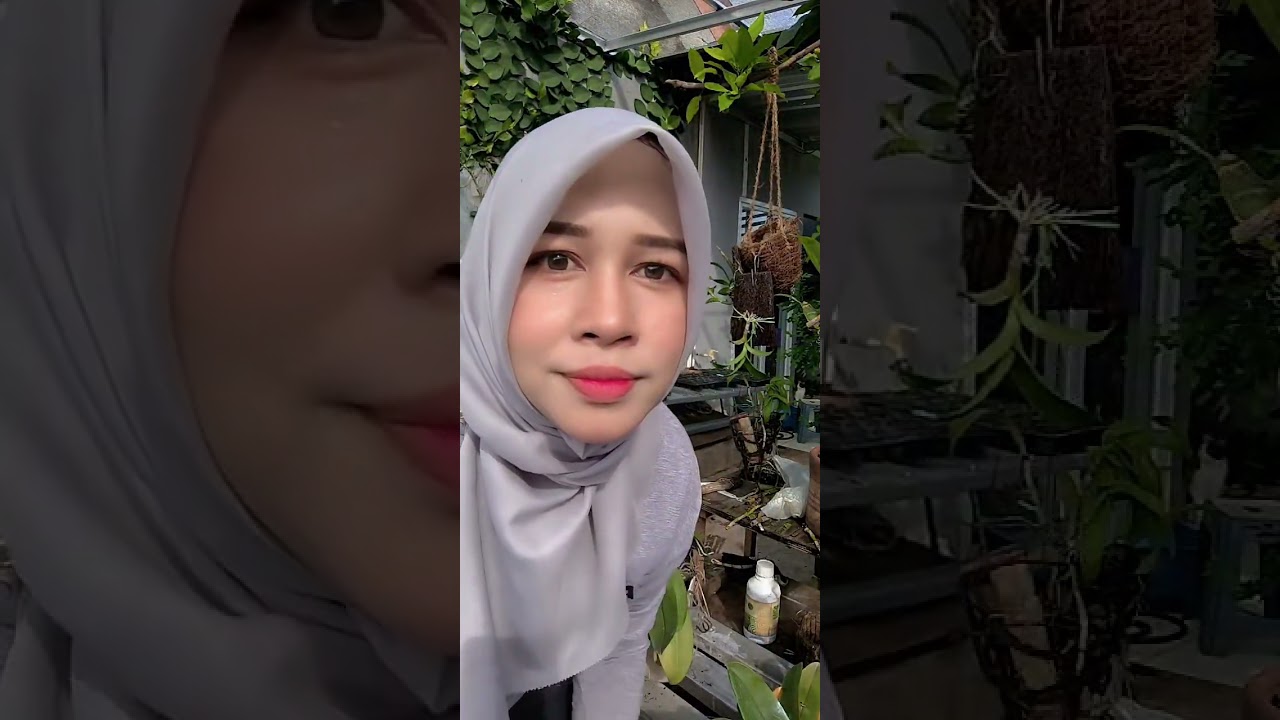 BELAJAR MEMISAHKAN ANGGREK BULAN YANG SUDAH RIMBUN,DAN JADILAH NANYAK ANGGREK. YUK NANAM