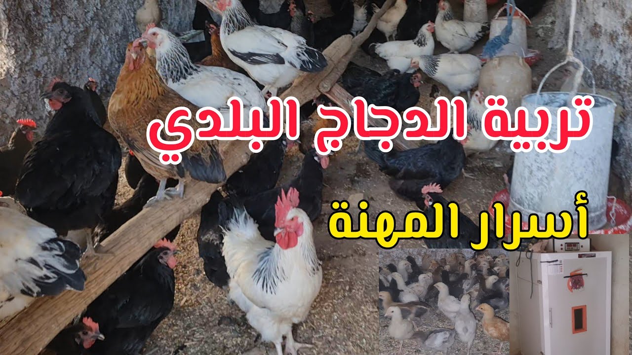 تربية الدجاج البلدي من صفر الفلوس البيض الفقاسة  الأمراض