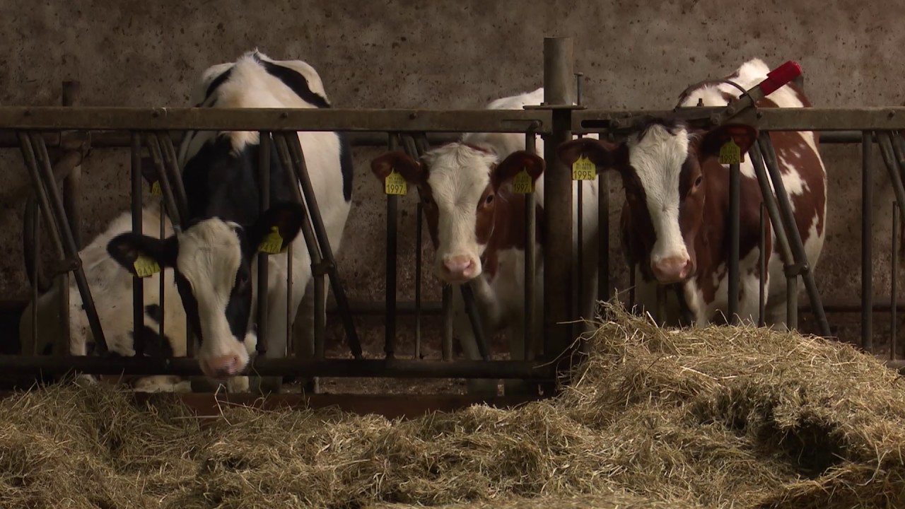 0606 ov oude boeren