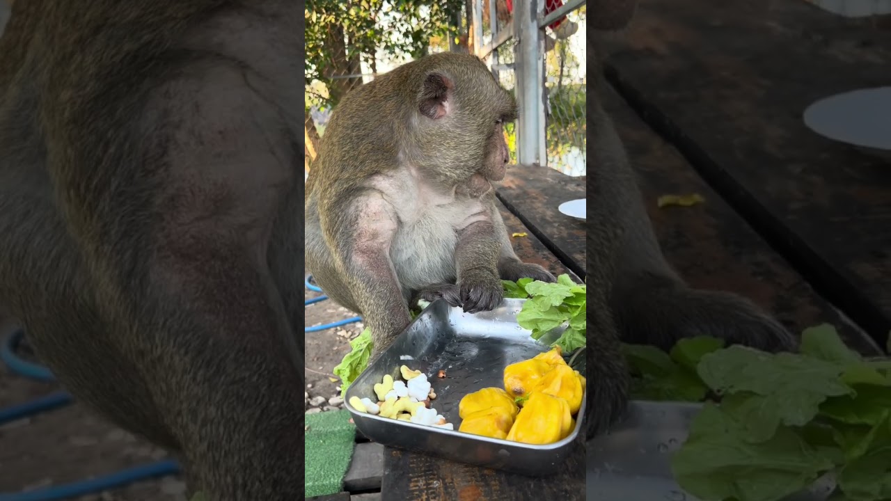 ลิงจ๋อกินผักแต่เช้า