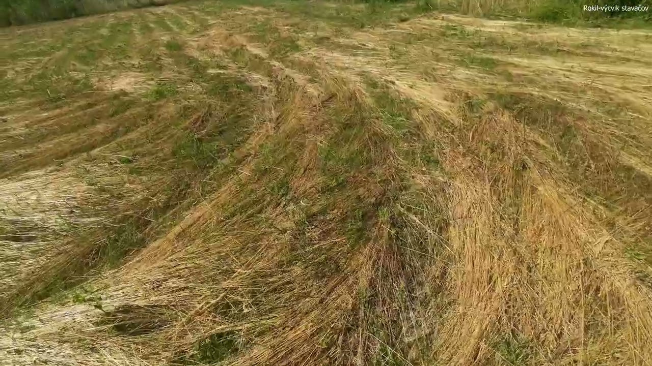 Maďarský krátkosrstý stavač - základy vlečiek(stôp)