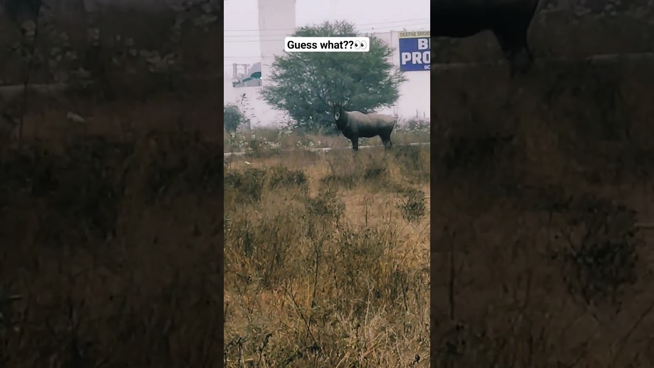 Blue cow looks more Jacked ☠️🔥 #bluecow #viral #trending #ytshorts #trendingshorts #youtubeshorts