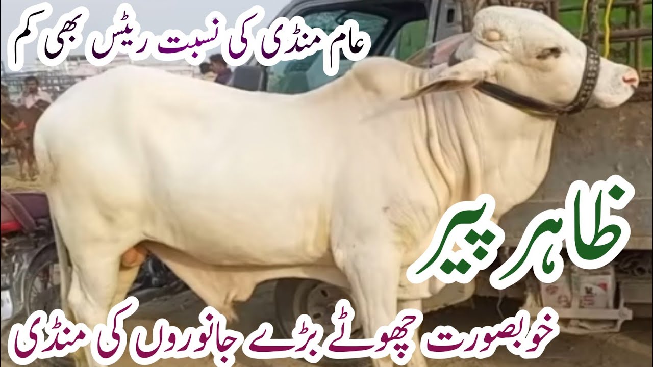 Today Zahir Pir Cow Mandi New update | Ablak Nukray Gubabi Bachre |22 January 2026