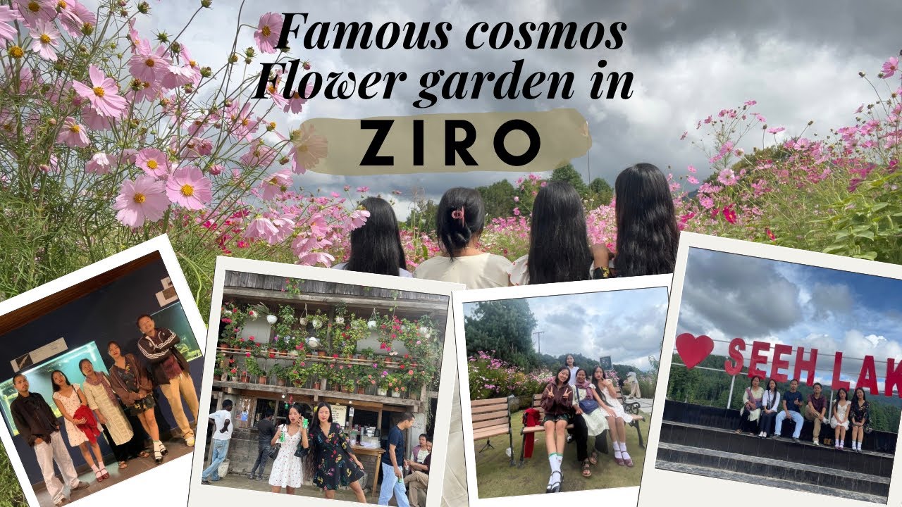 Famous Cosmos Flower Garden in Ziro🌸 //seeh lake // siikhe Lake // Arunachal Pradesh #india ❤️🤌