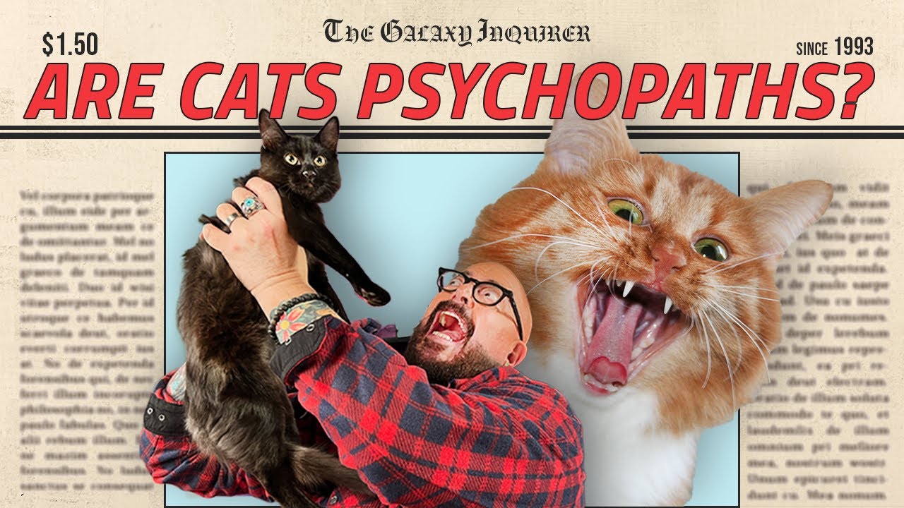 Can a Cat be Evil?