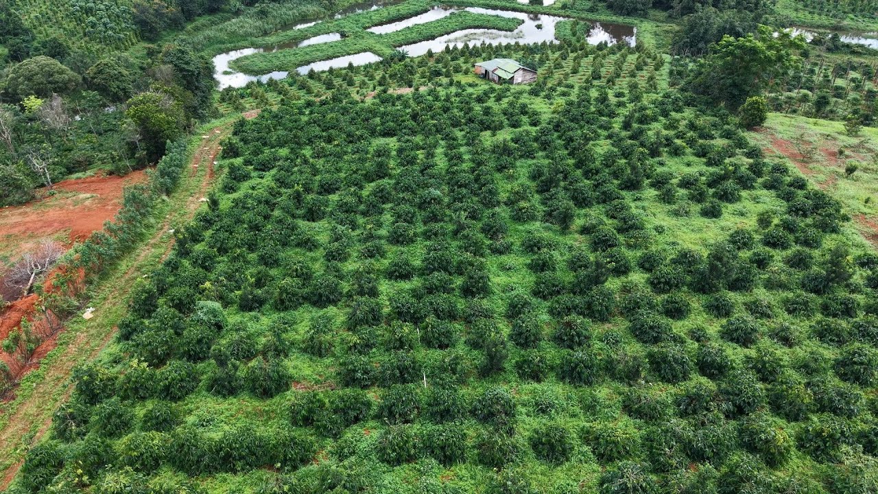 ( ĐÃ BÁN ) Bể nợ bán gấp 2.8 ha cà phê và sầu riêng ao cá to nước tưới tẹt ga Lh sđt 0979.653.223