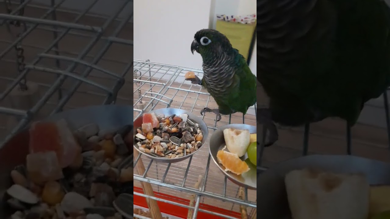Poranne śniadanie mojej papugi Rudosterki Ami