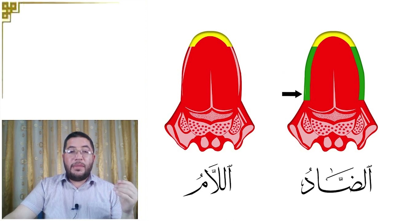مقارنة مهمة بين مخرج الضاد واللام والنون