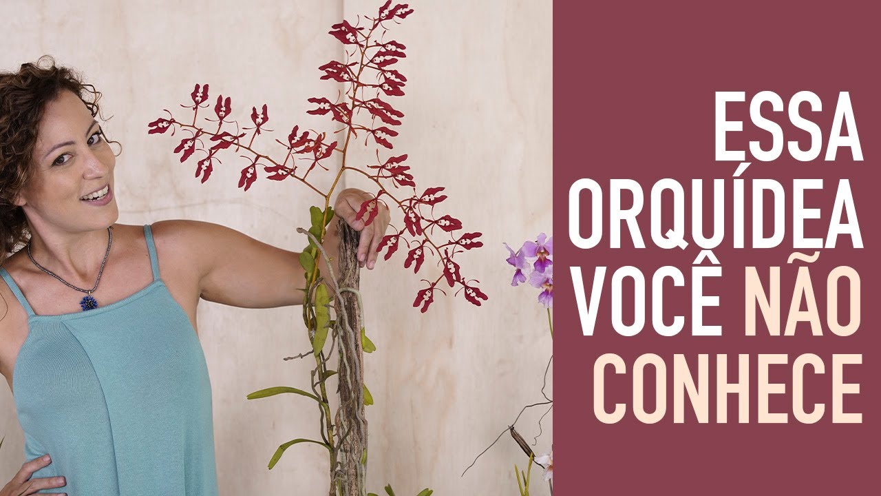 Top 5 ORQUÍDEAS que AMAM SOL e CALOR