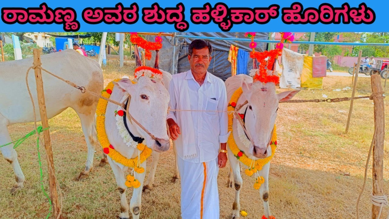 ಕ್ಯಾಮೆನಳ್ಳಿ ಜಾತ್ರೆಯಲ್ಲಿ ರಾಮಣ್ಣ ಅವರ ಶುದ್ಧ ಹಳ್ಳಿಕಾರ್ ಹೋರಿಗಳು | ರೈತರ ಅನುಭವ