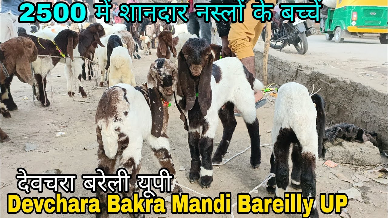 22/02/24 Live Devchara Bakra Mandi Bareilly UP All types Breed kids