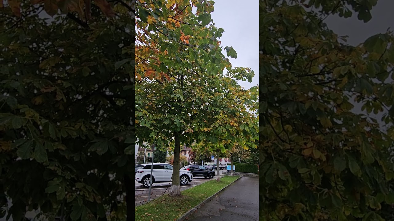 Arbon _ Bodensee _ Herbst 2025