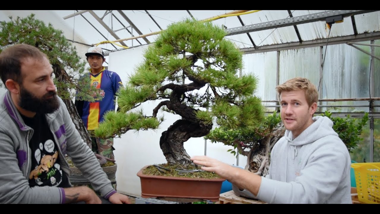 Epic European Bonsai Adventure Part 2  |  Heidelberg, Germany