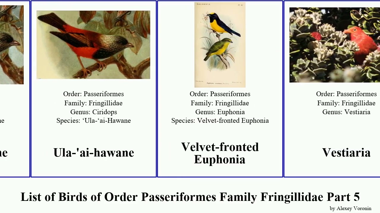 List of Birds of Order Passeriformes Family Fringillidae Part 5 euphonia rosefinch seedeater Serin