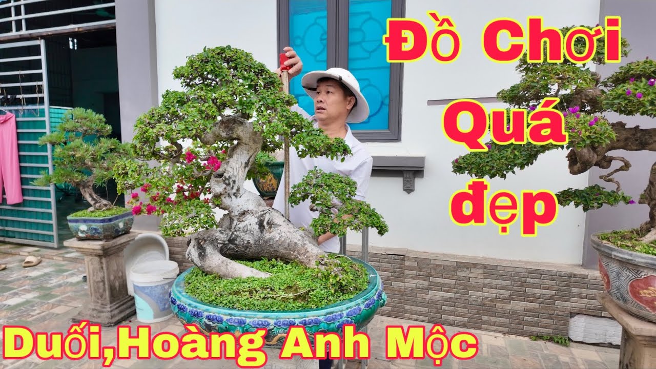 “Chia sẻ chi tiết cây duối dáng lão – vẻ đẹp của thời gian”