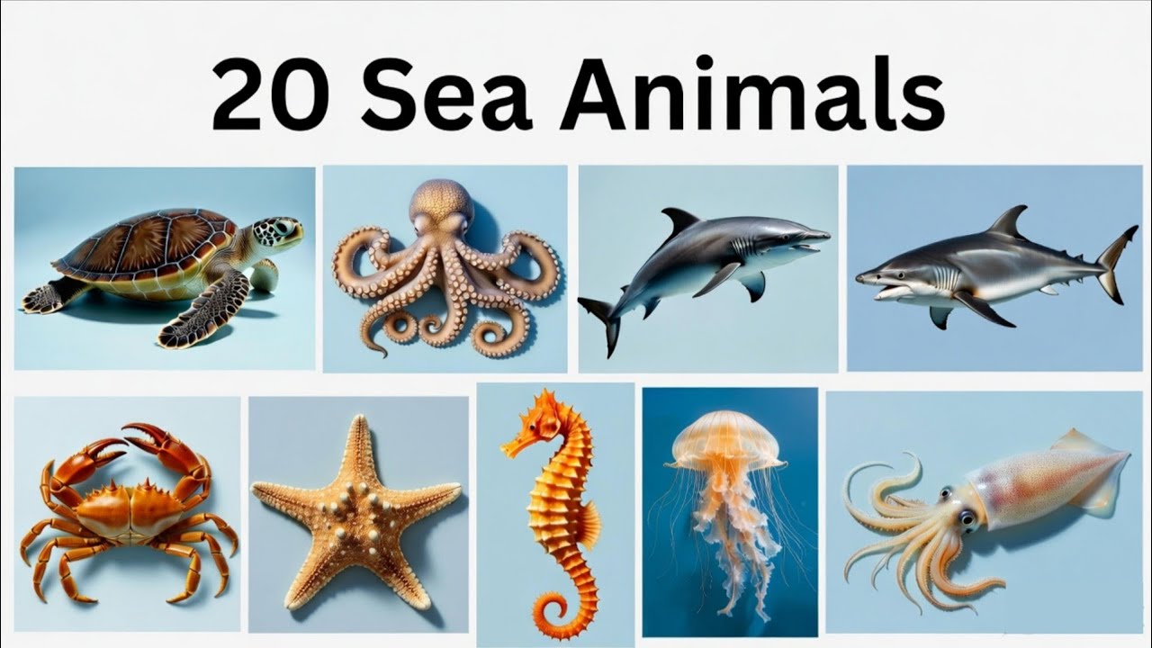 20 Sea Animals Name for Kids | 20 Ocean Animals in English to Hindi | it's study time 