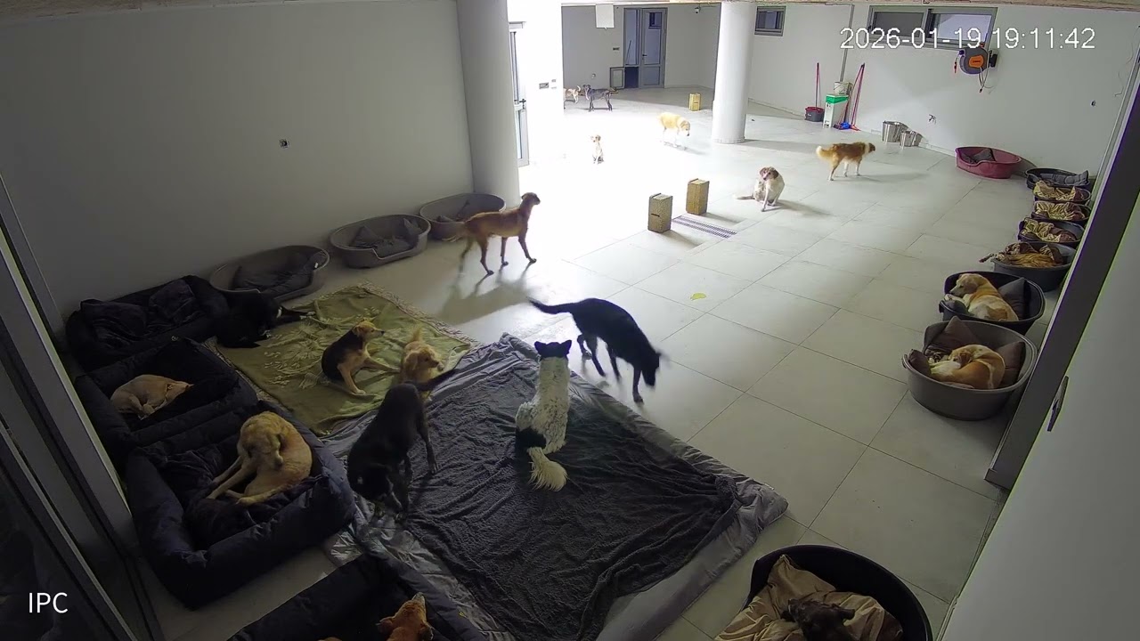 What Our Senior Dogs Do When No One’s Around  - Takis Shelter