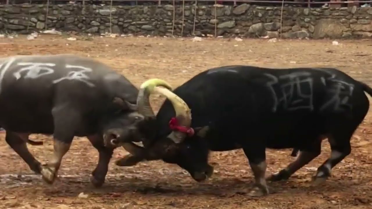 Intense Bullfighting Scene EP05 Intense Asian Raw Bullfighting Scene