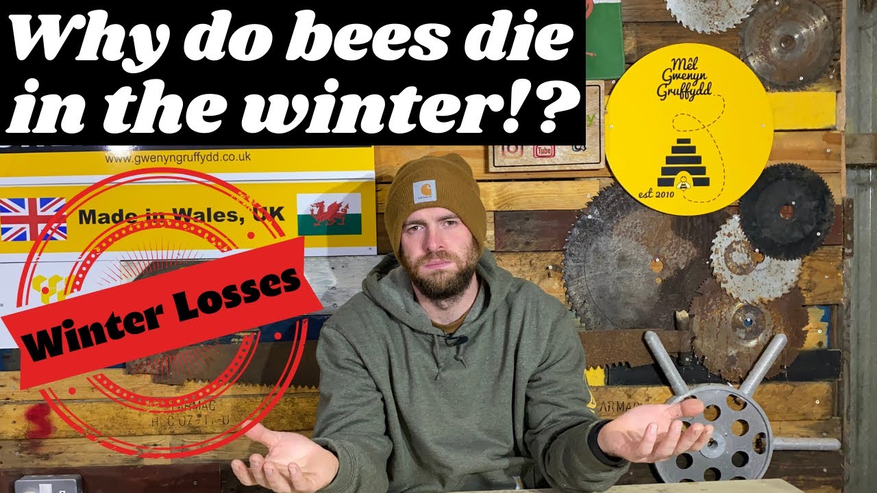 Why Do Bees Die In The Winter? Winter Losses Explained!