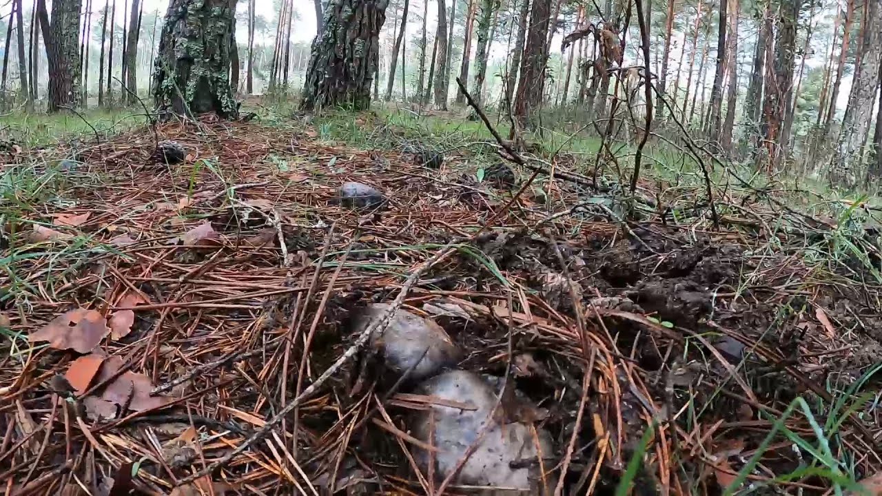 🐛 Gusanos 🐛 devoran las setas 🌲 Marzuelos en el pinar en Abril