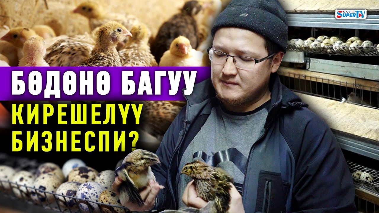 Бишкектин четинде 5 миң бөдөнө баккан Абдулбасид