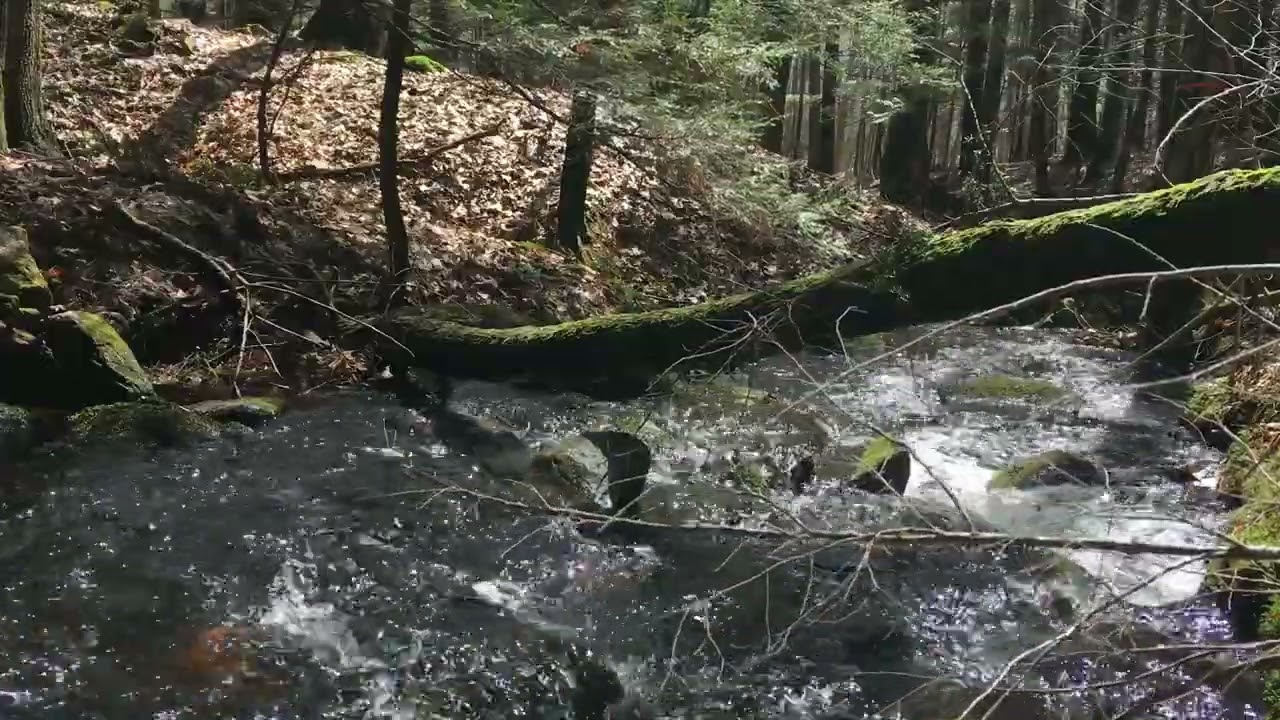 April 2022 💧 The creek #movingwater #nauresounds #newhampshire