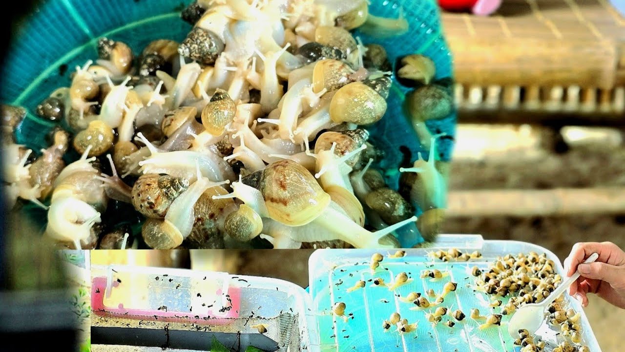 Thu nhập cao,cách nuôi ốc sên bạch ngọc&sên đen