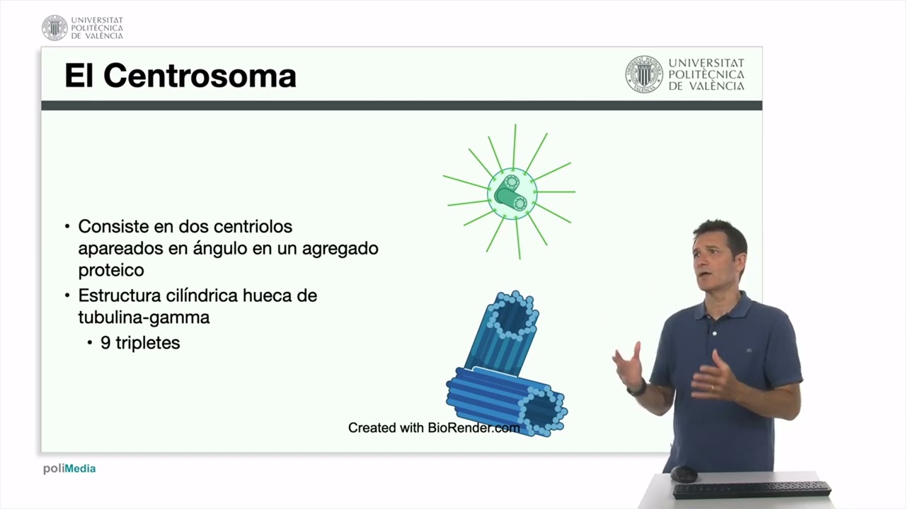 Org&aacute;nulos no membranosos. El centrosoma | 10/60 | UPV