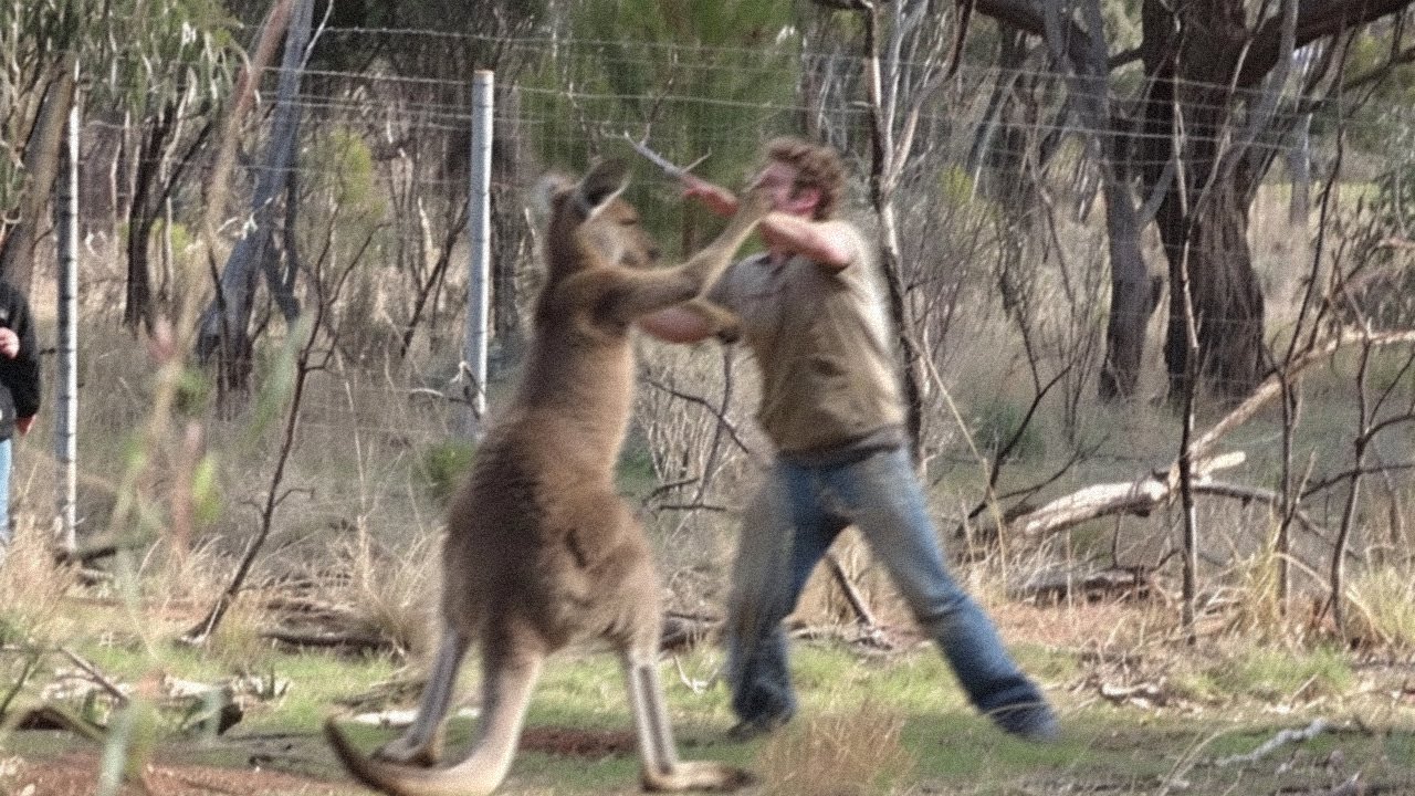 CRAZY And INSANE Wild Animal Encounters From AUSTRALIA!