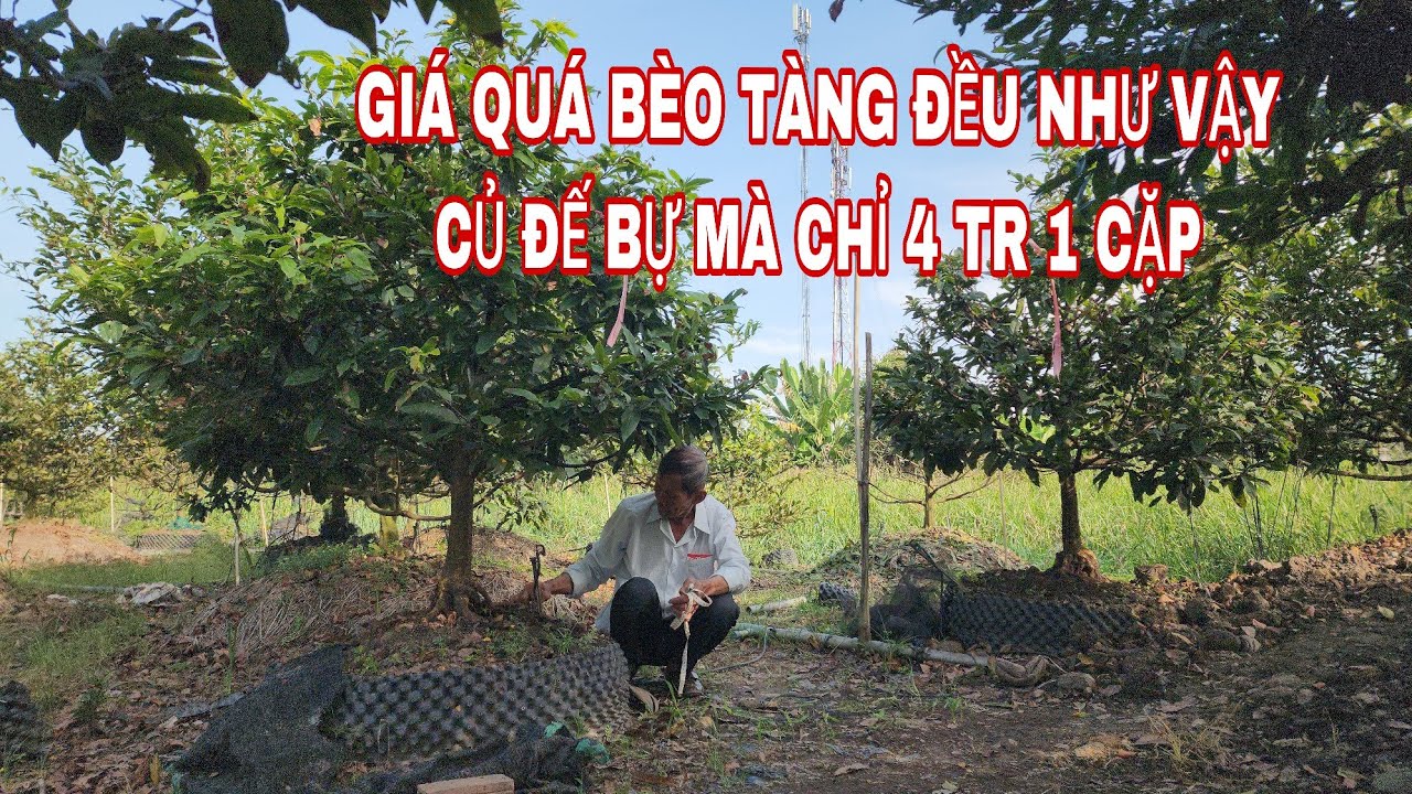 Cặp mai tàng choi Tết giá rẻ 0907813169